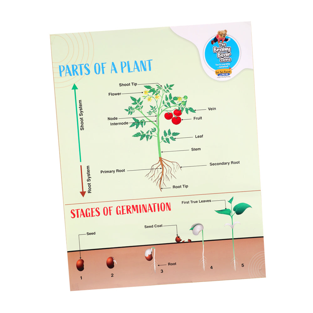 Educational Charts