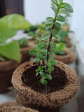DIY Gardening Kit – Kids Gardening Set for Fun Plant Growing