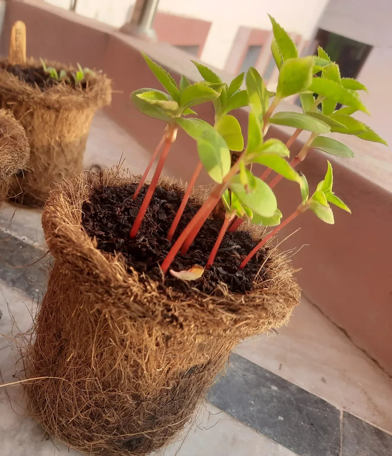 DIY Gardening Kit – Kids Gardening Set for Fun Plant Growing
